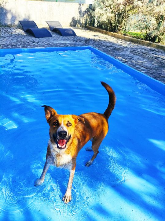 Holidaypet - Hotel Canine and Feline
