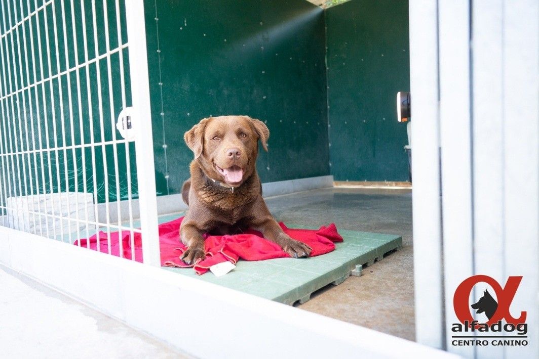Alfa Dog Centro Canino