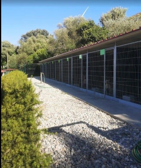 Alfa Dog Centro Canino
