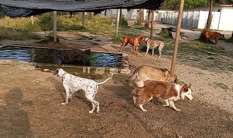 101 Hotel Canino