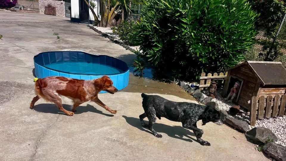 Férias Caninas, Cerca, Silveira, Torres Vedras