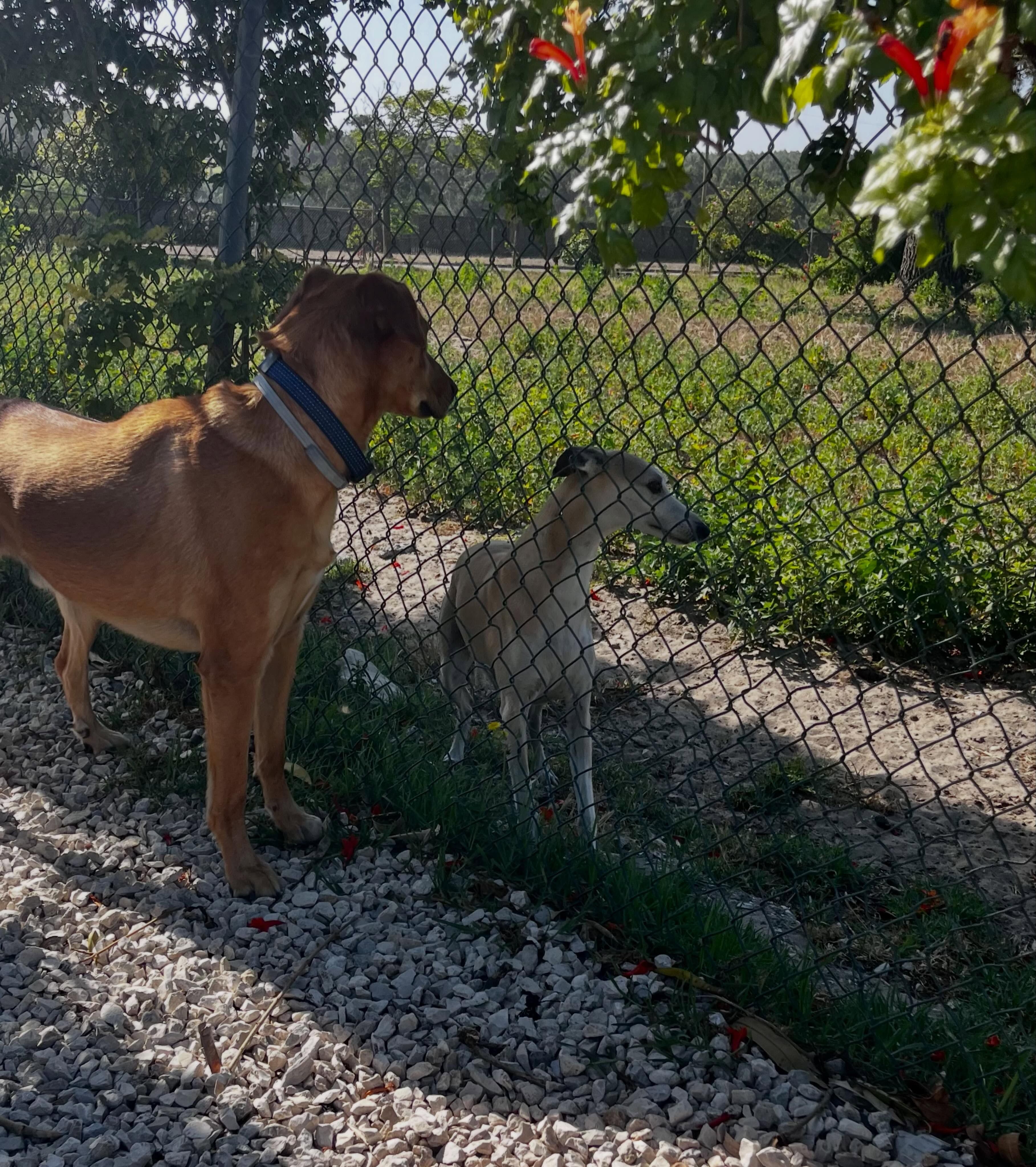 Férias Caninas, Cerca, Silveira, Torres Vedras
