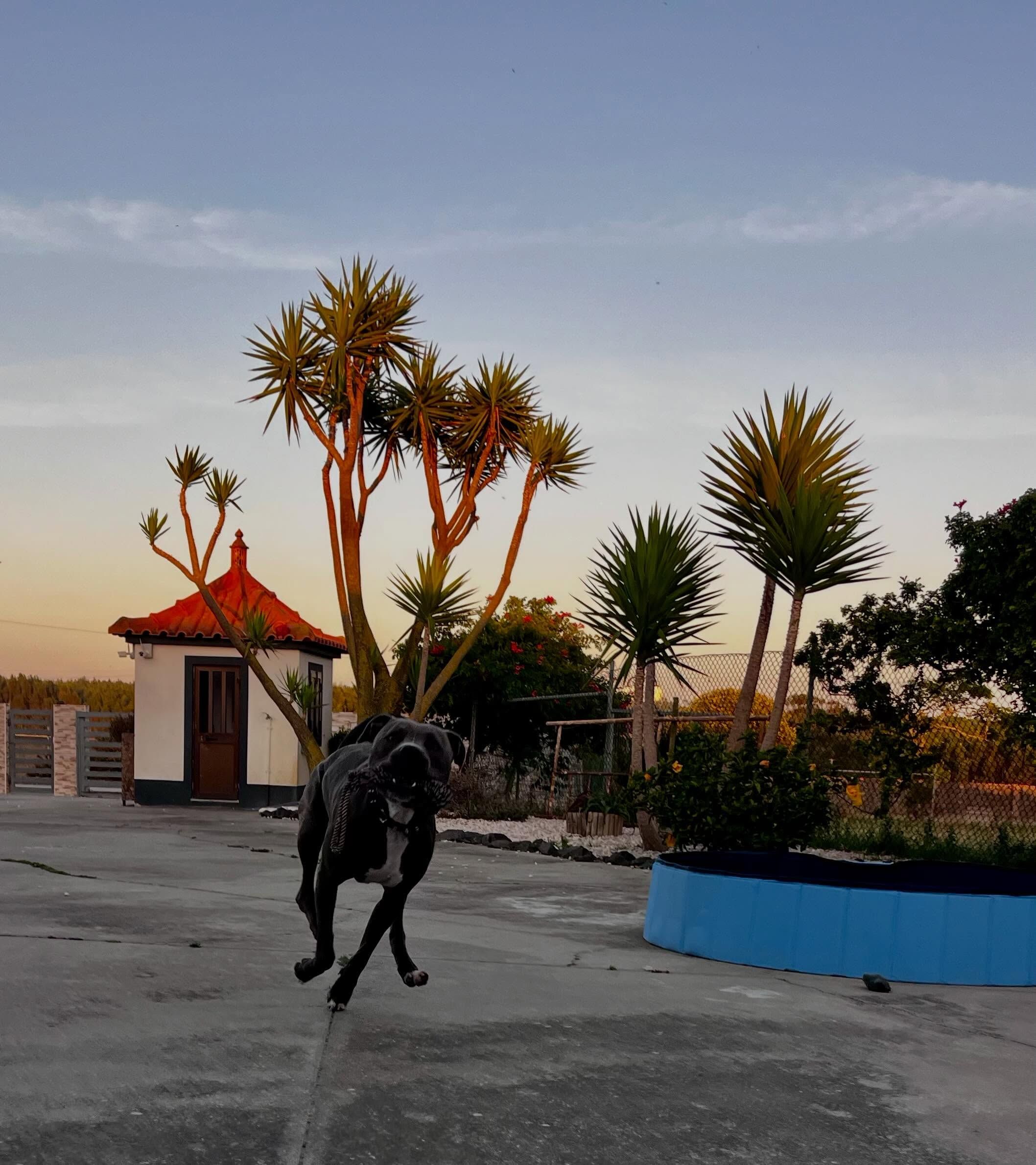 Férias Caninas, Cerca, Silveira, Torres Vedras