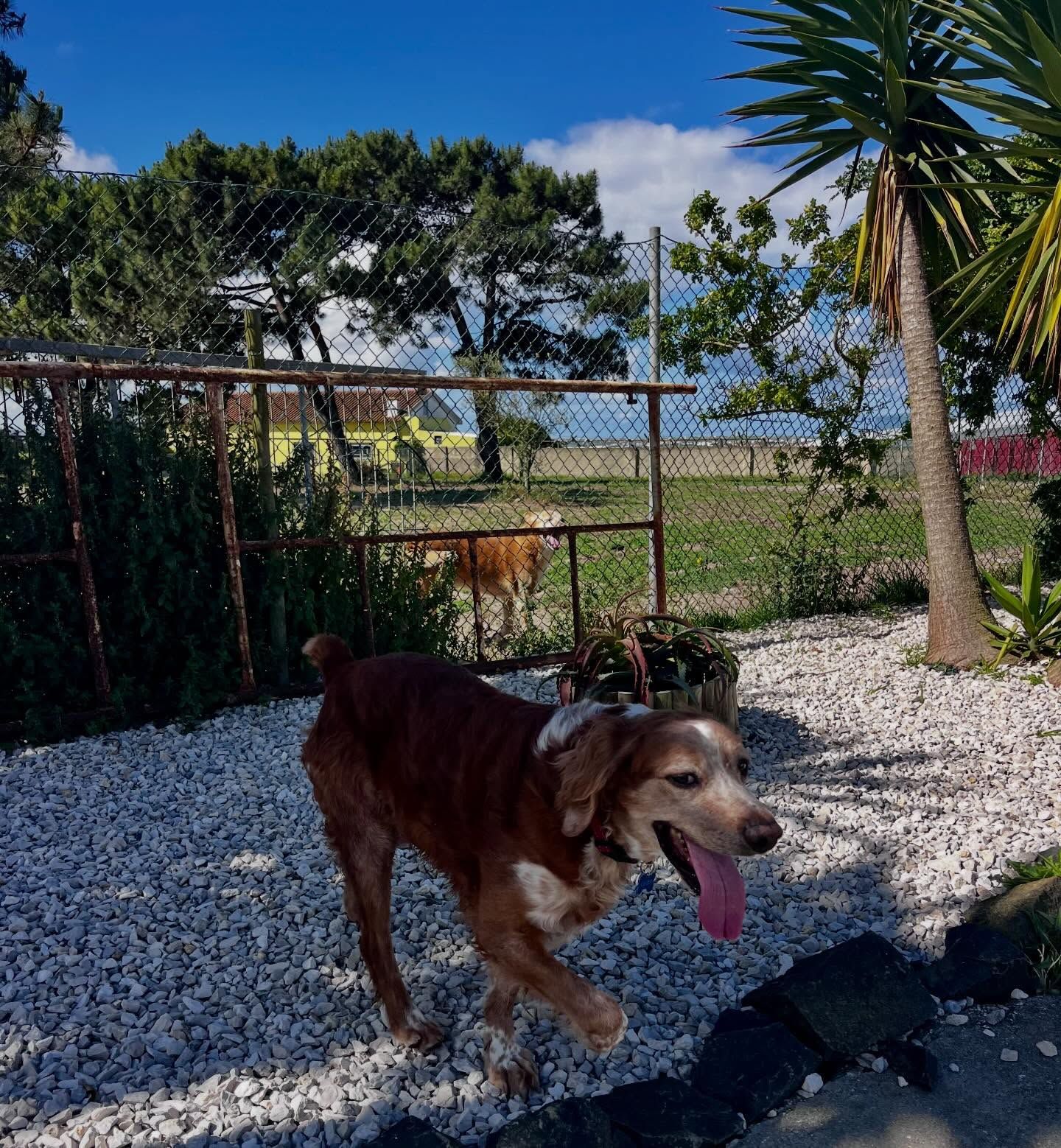 Férias Caninas, Cerca, Silveira, Torres Vedras