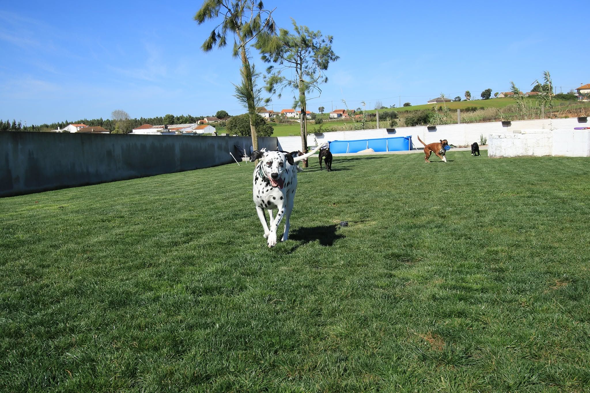 Click and Chill - Treino e Hotel Canino