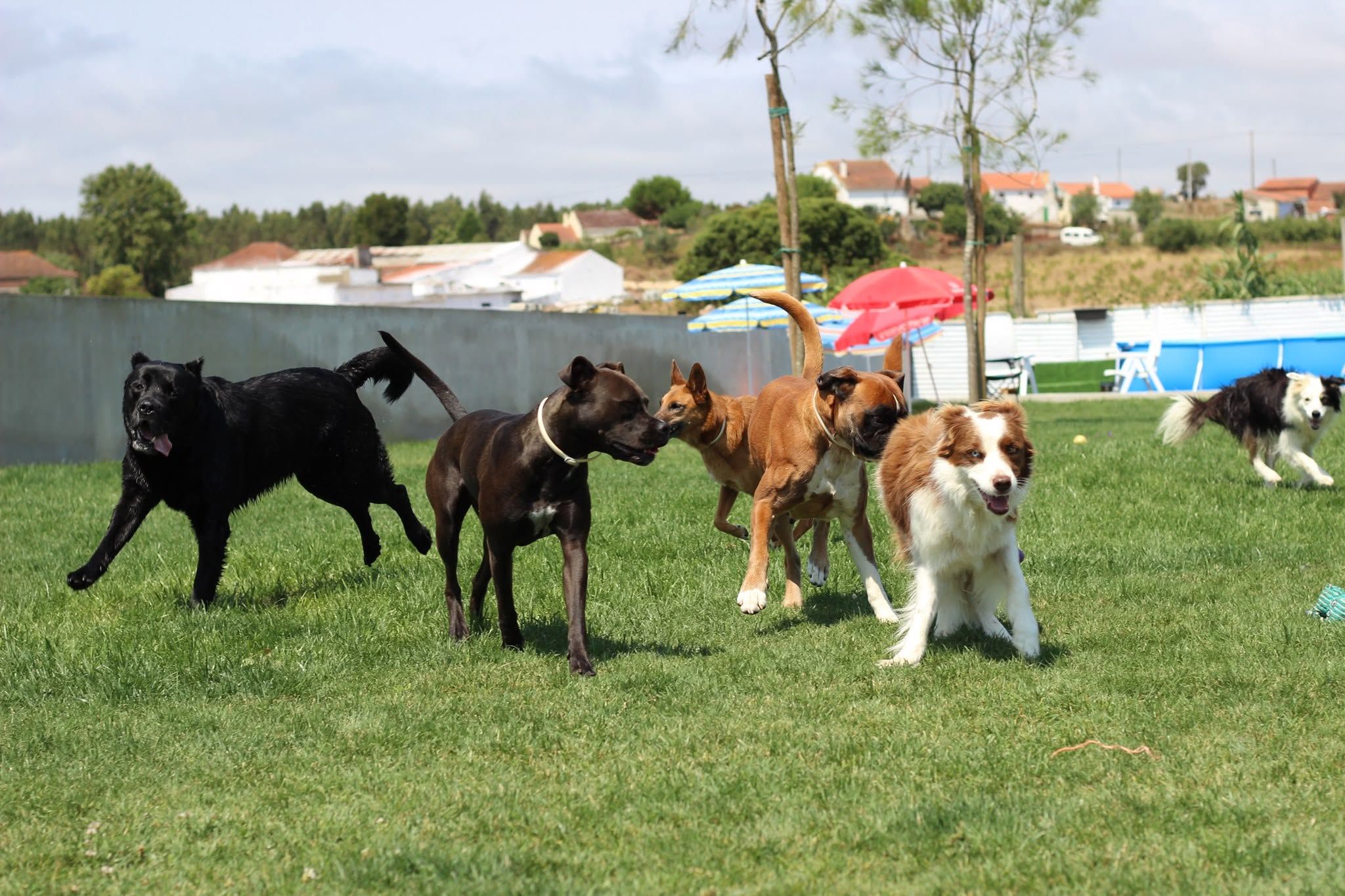 Click and Chill - Treino e Hotel Canino