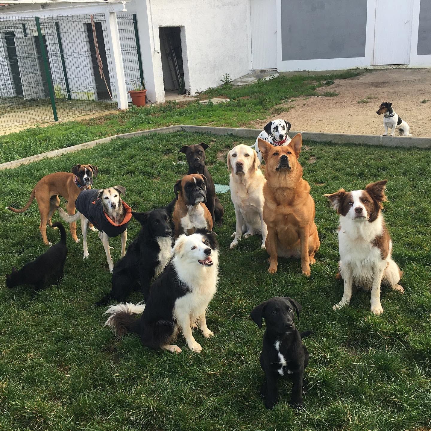 Click and Chill - Treino e Hotel Canino