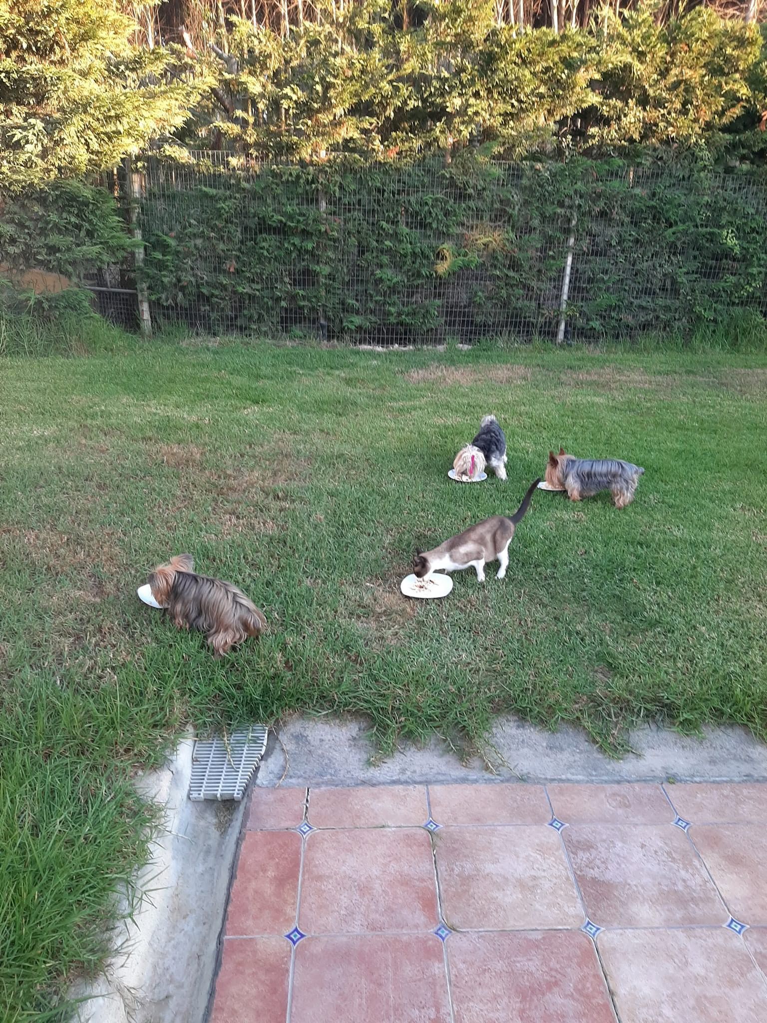 Hotel Canino Dog's care Hotel
