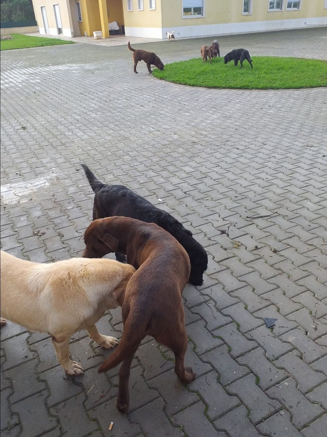 Hotel Canino Dog's care Hotel