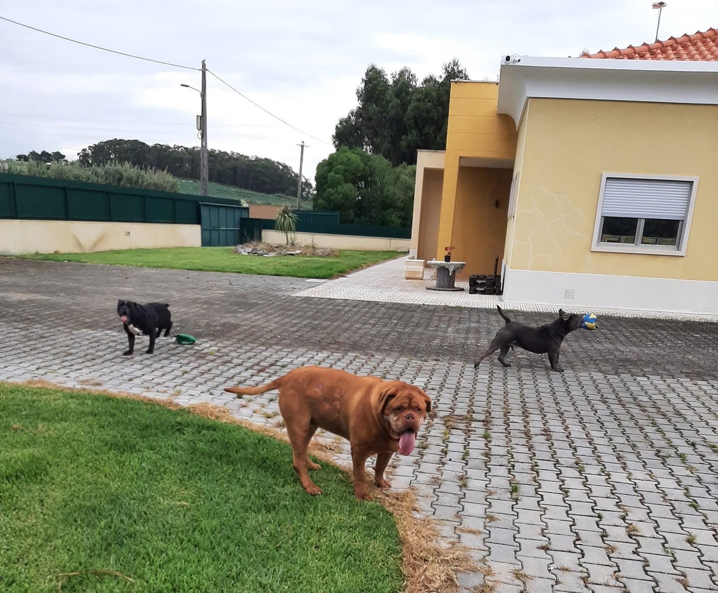 Hotel Canino Dog's care Hotel