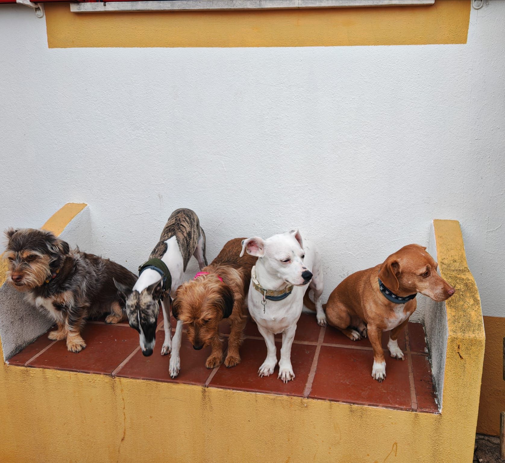 Zé dos Bichos