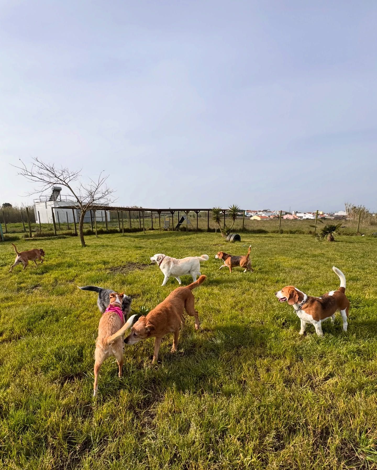 Dog Hostel Peniche