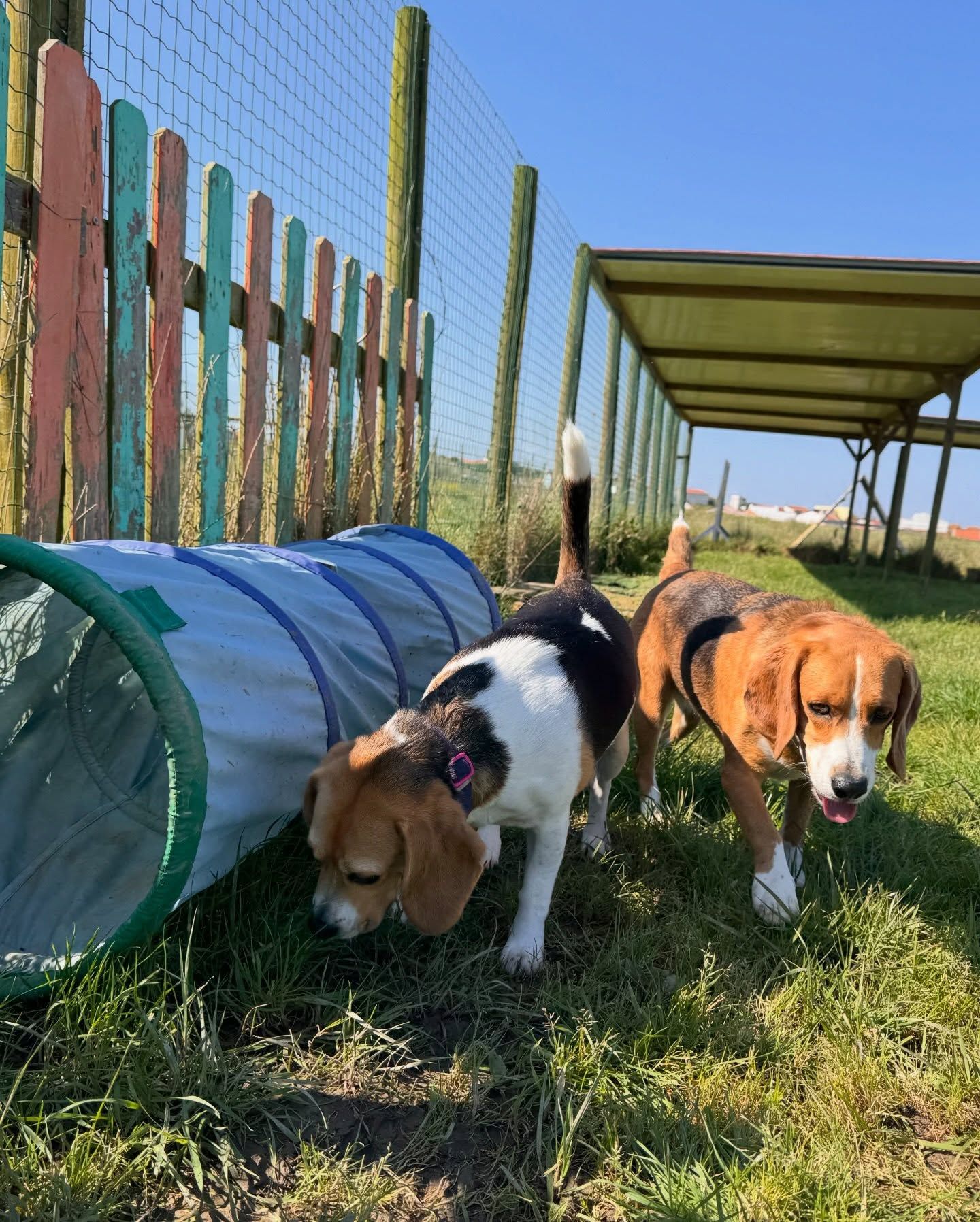 Dog Hostel Peniche