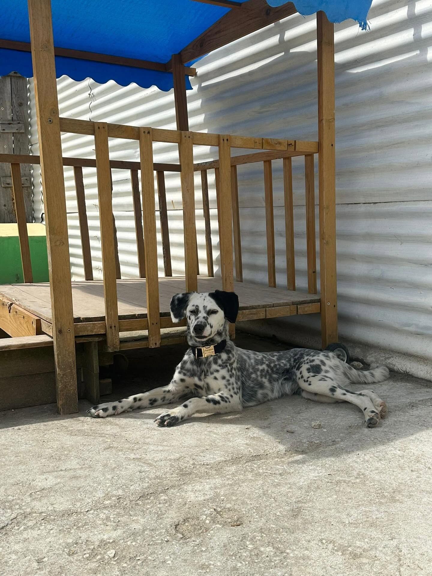 Espaço Verde Relaxe 4 Patas