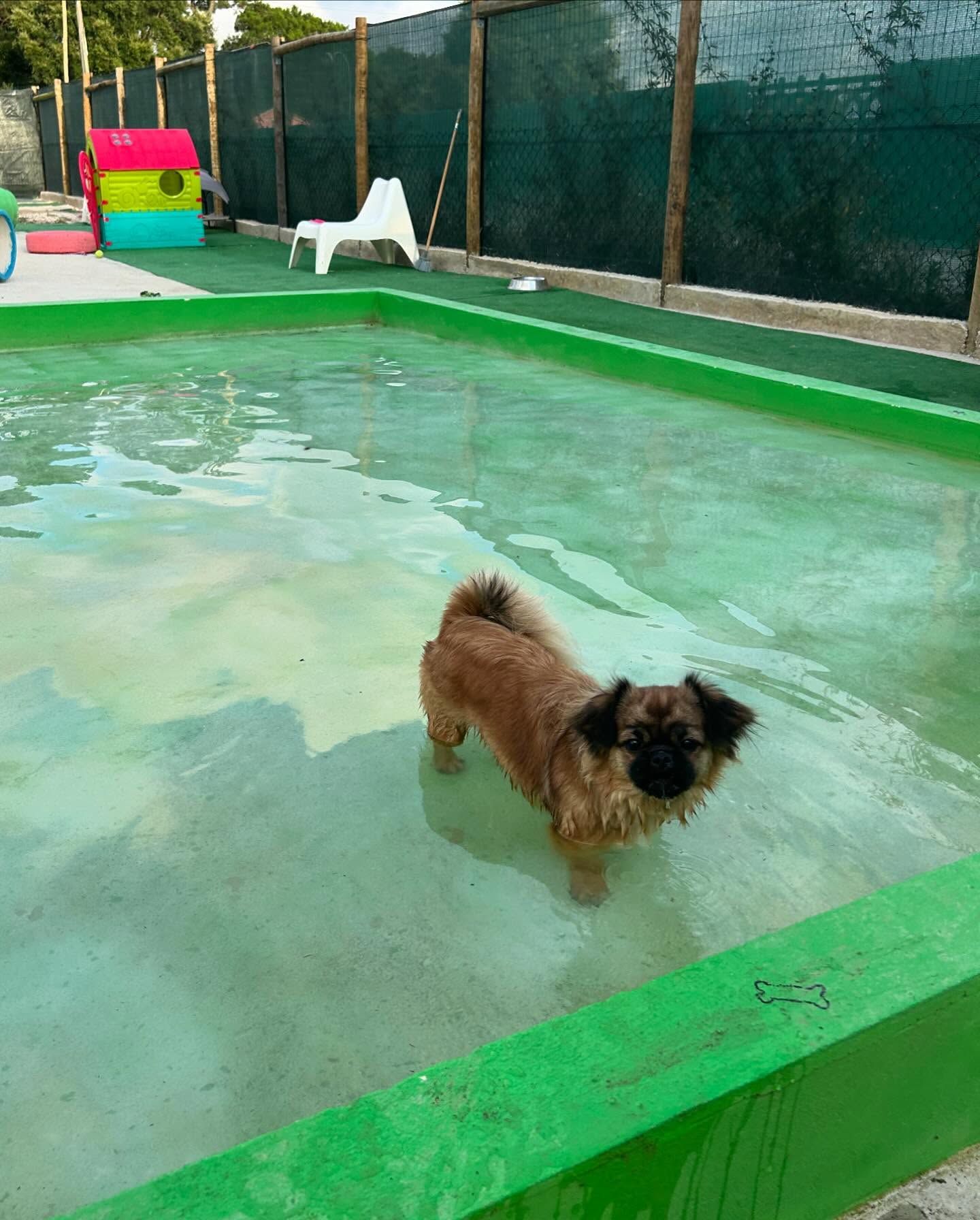 Espaço Verde Relaxe 4 Patas