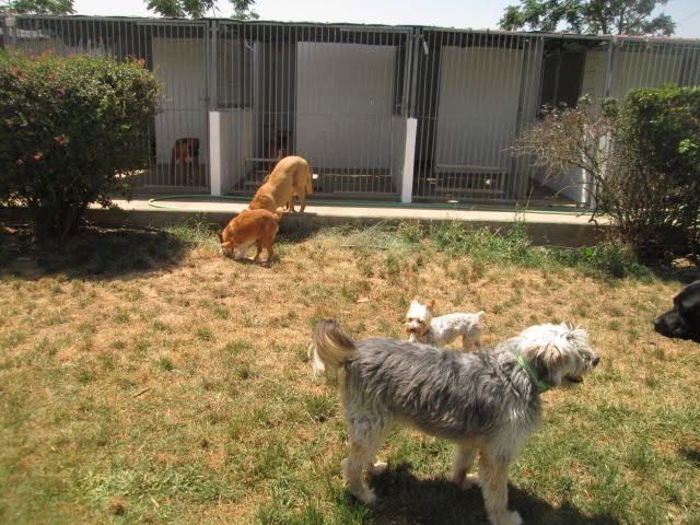 Hotel Canino "Nobel Cannis"