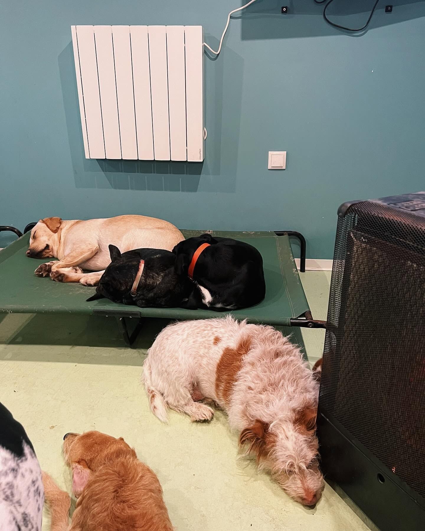 Pets & Family Creche Canina - Maia