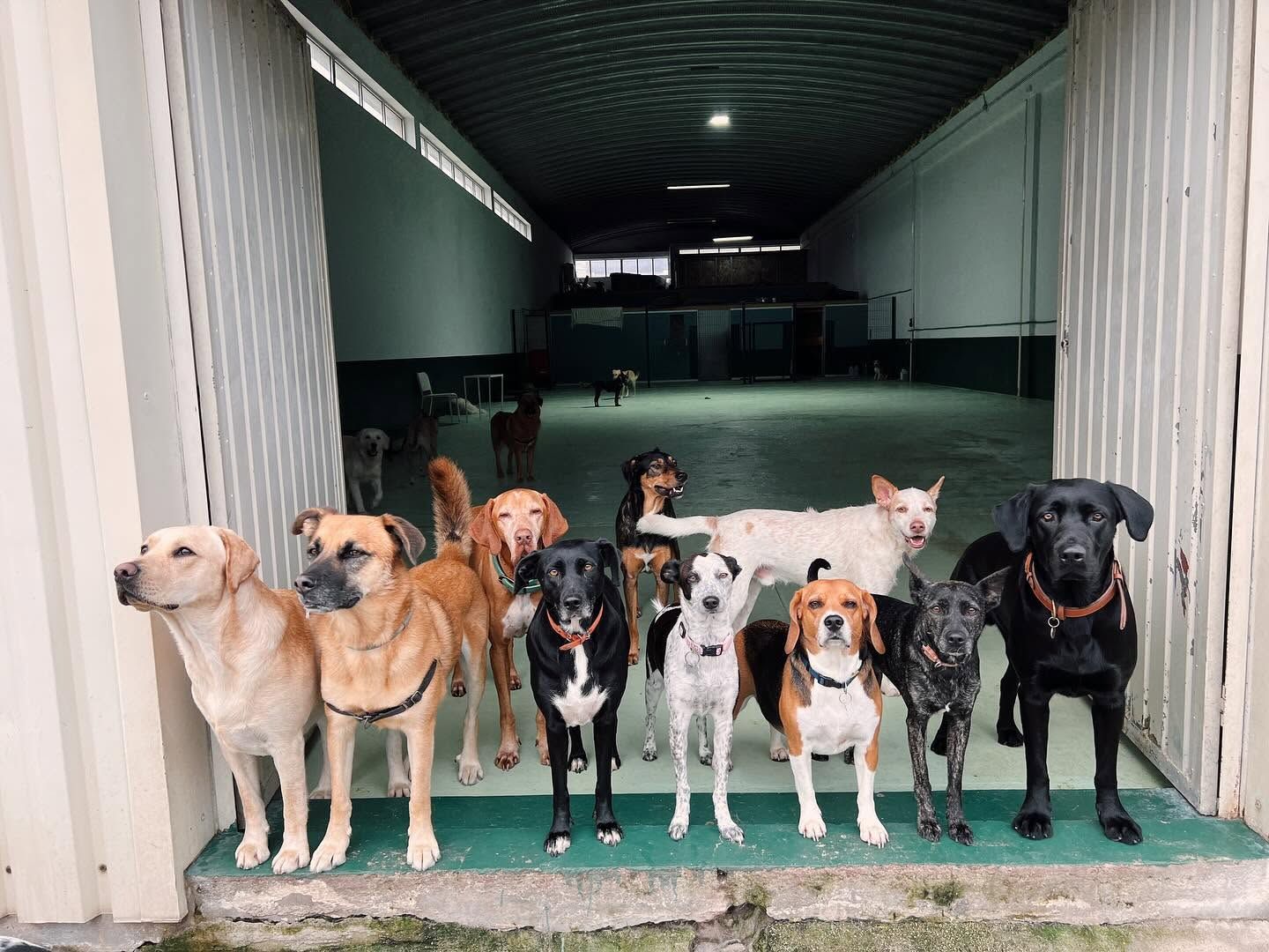 Pets & Family Creche Canina - Maia