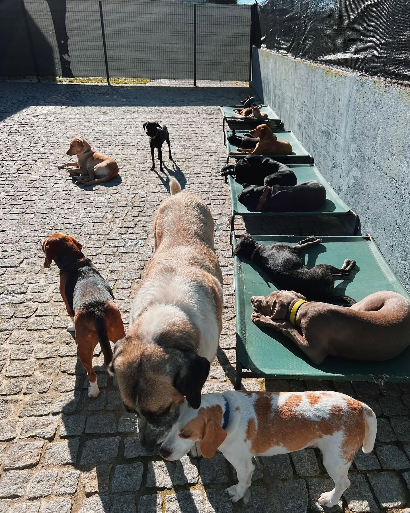 Pets & Family Creche Canina - Maia