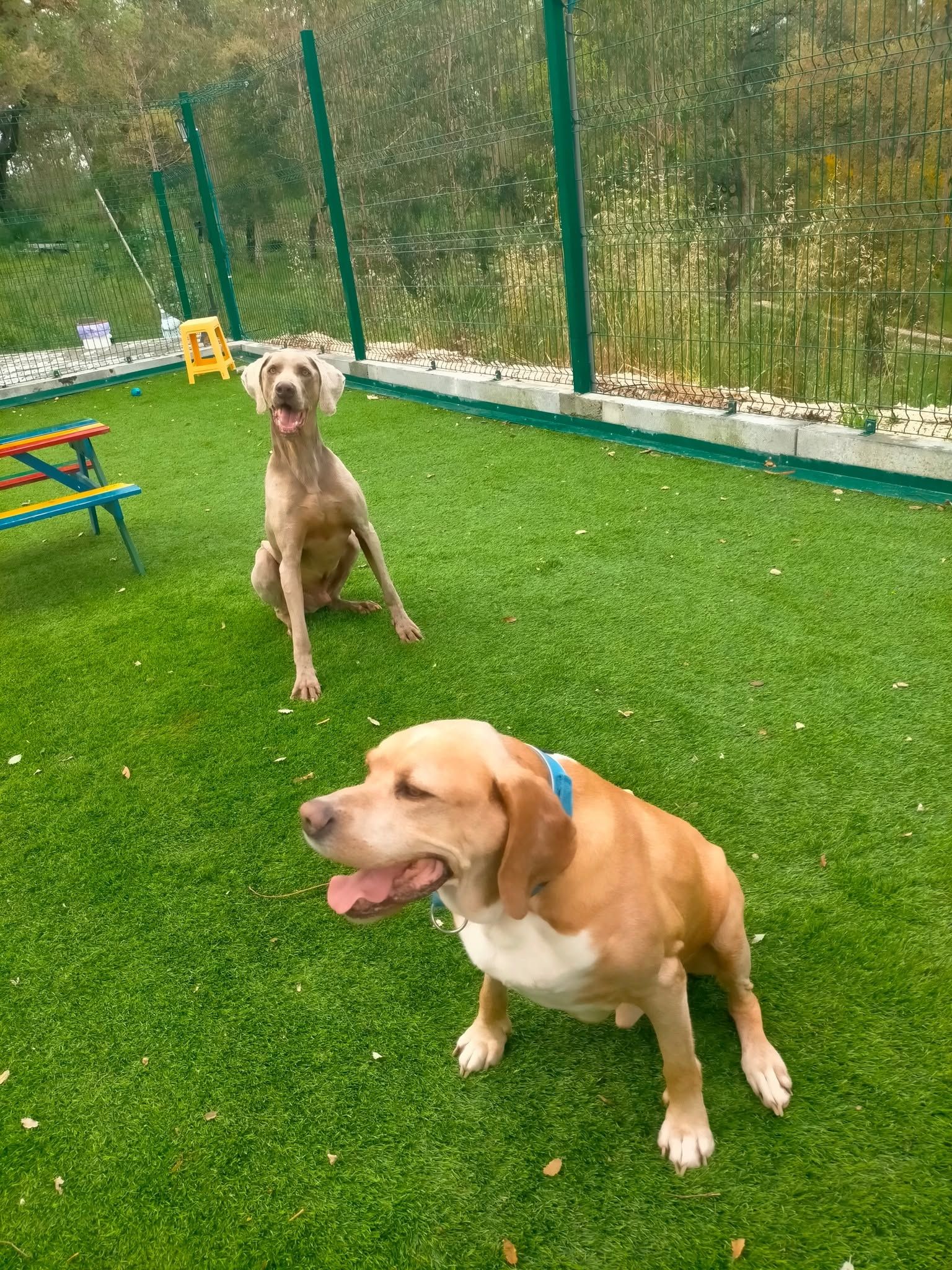 Hotel canino Canil Alto de São Miguel