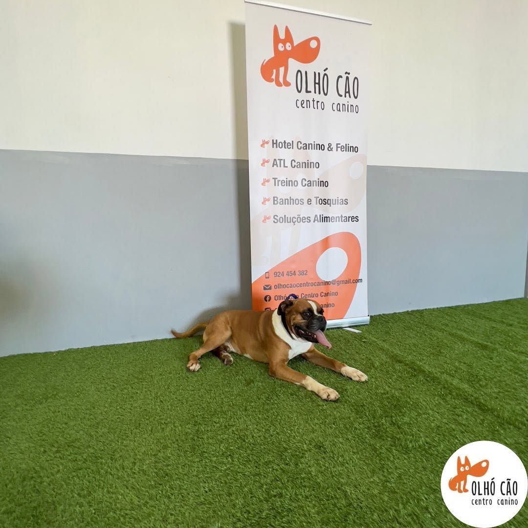 OlhóCão Centro Canino