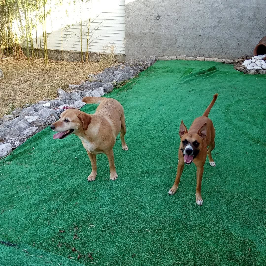 Hotel Canino - Quinta Das Rosas