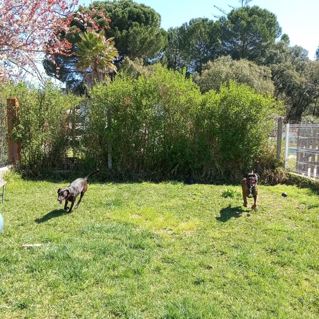 Hotel Canino - Quinta Das Rosas