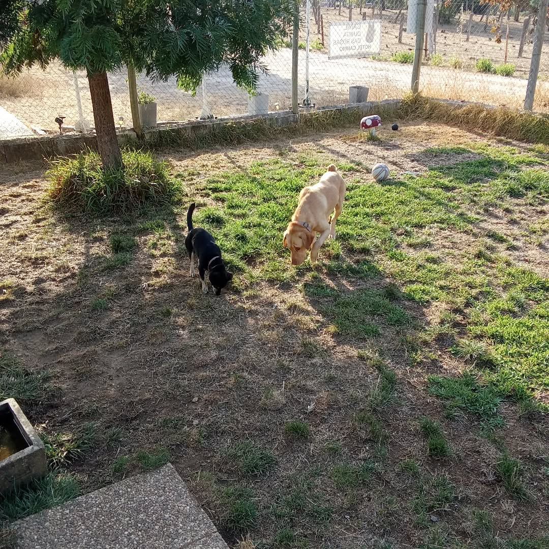Hotel Canino - Quinta Das Rosas