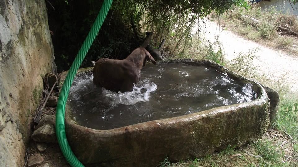 Hotel Para Cães - Quinta das Patinhas