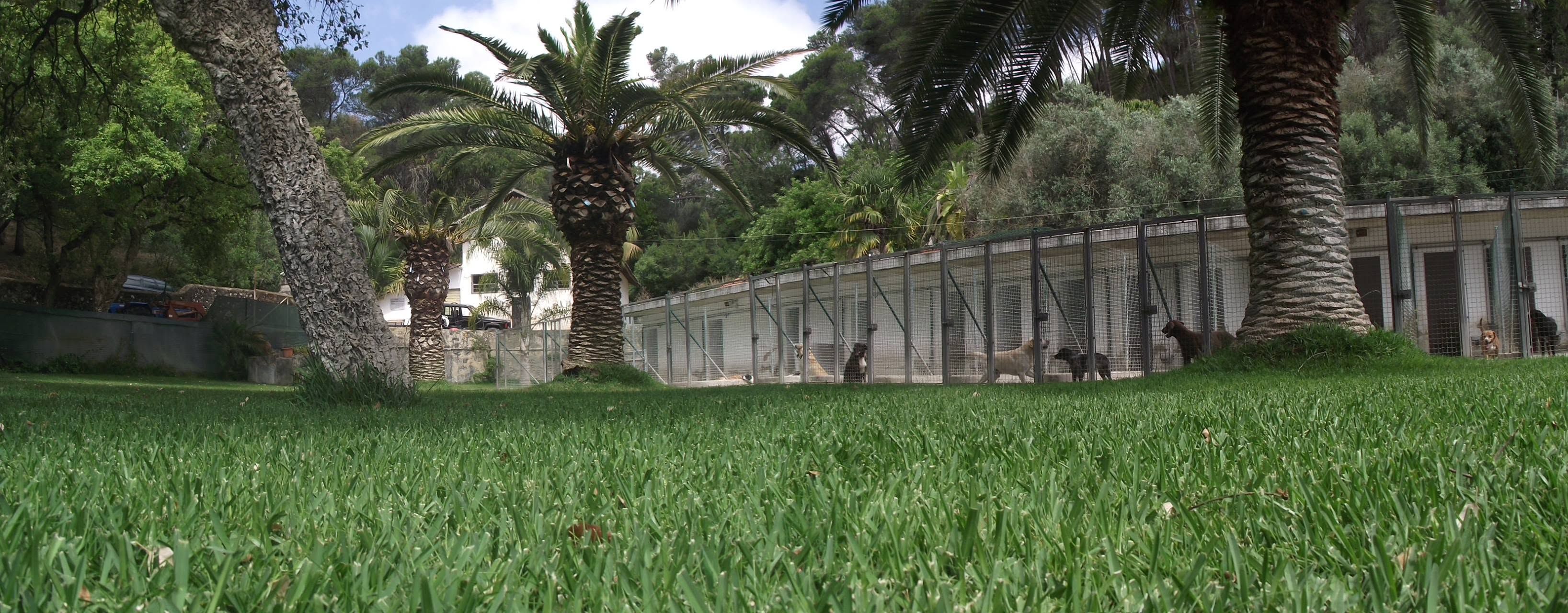 Hotel Para Cães - Quinta das Patinhas