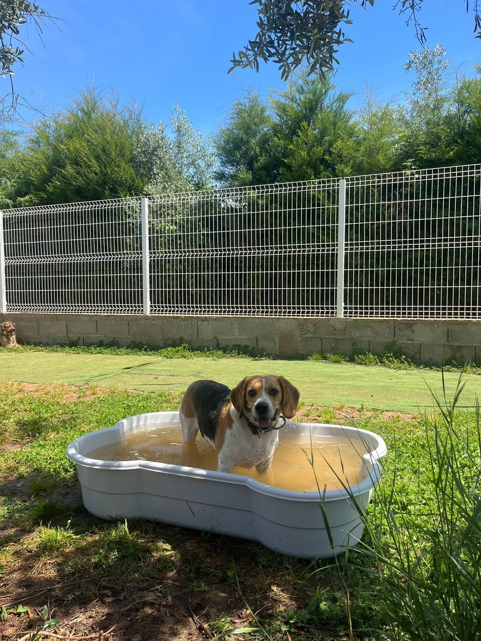 Positive Way Animals- Educação, Treino, Hotel Canino, Daycare, Banhos e Tosquias