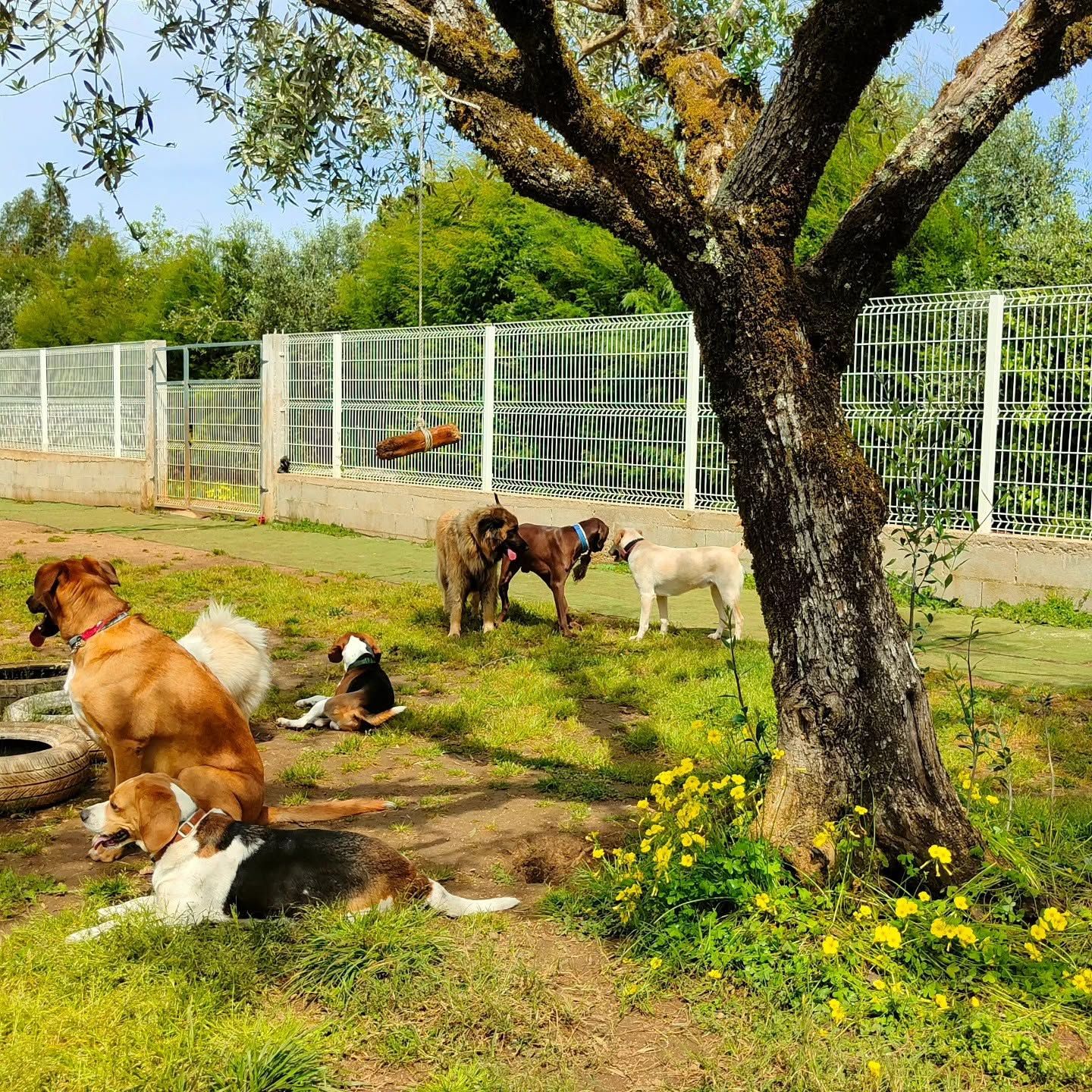 Positive Way Animals- Educação, Treino, Hotel Canino, Daycare, Banhos e Tosquias