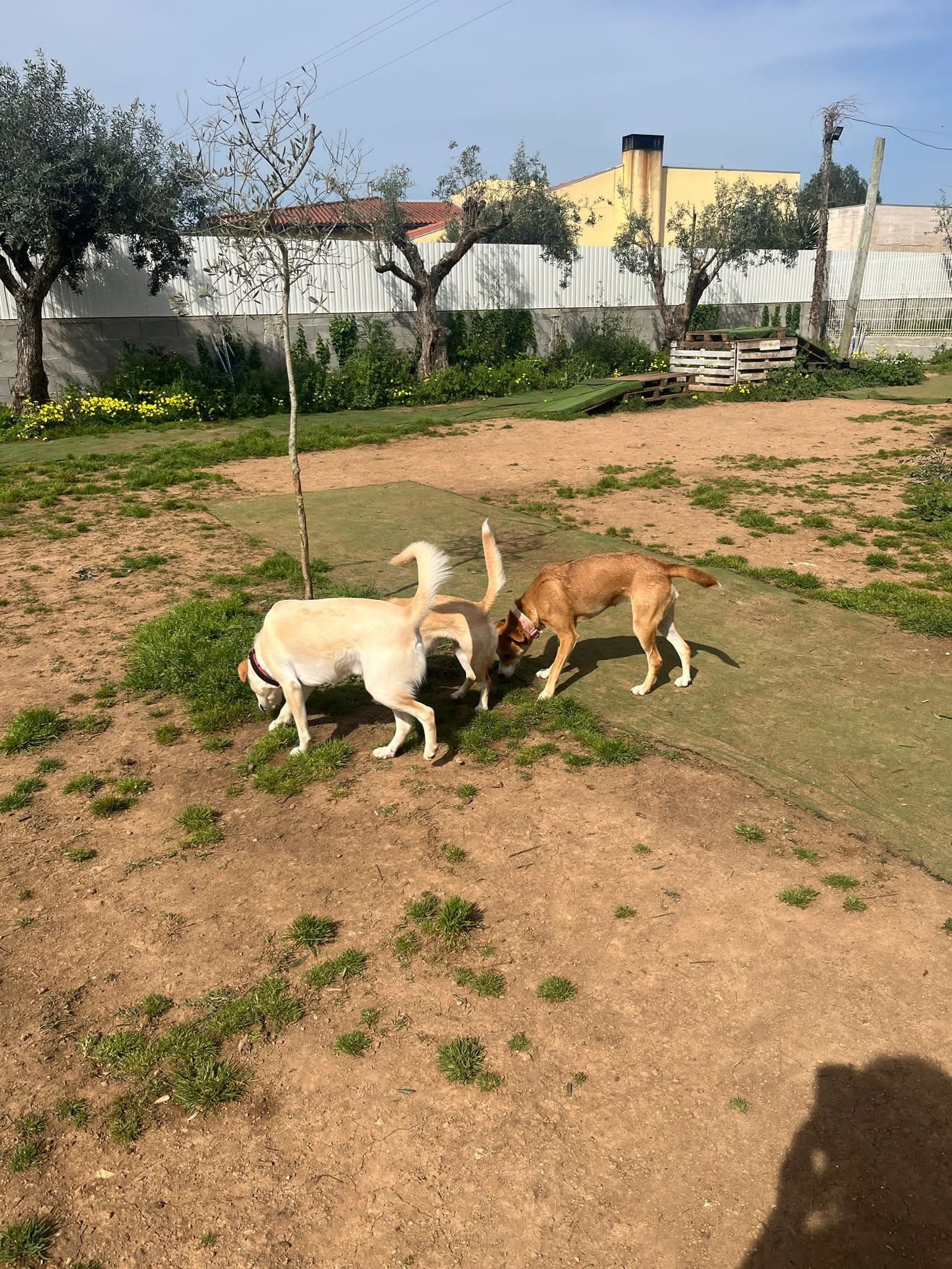 Positive Way Animals- Educação, Treino, Hotel Canino, Daycare, Banhos e Tosquias