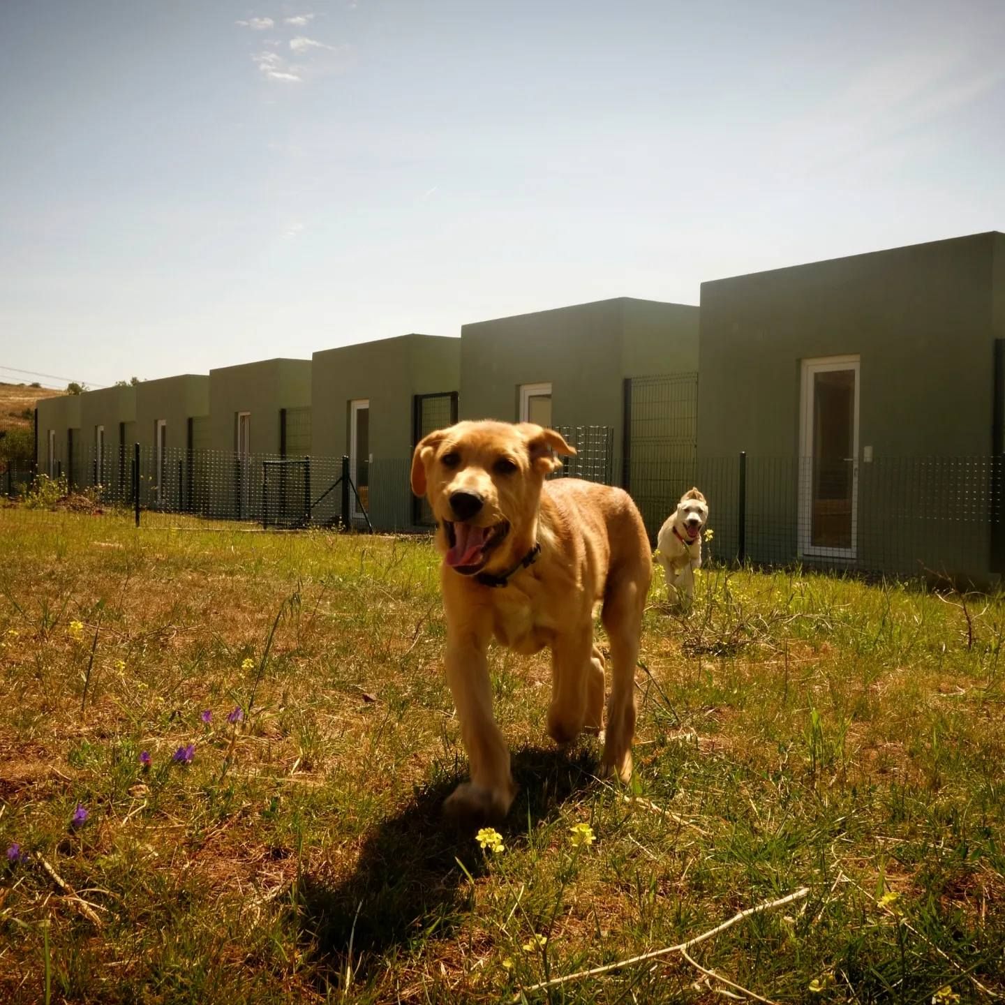Quinta dos Pomares - Pet Care