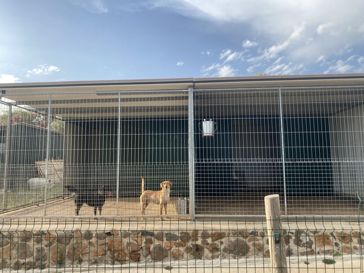 Quinta da Patada Canine Hotel and Dog Owners School