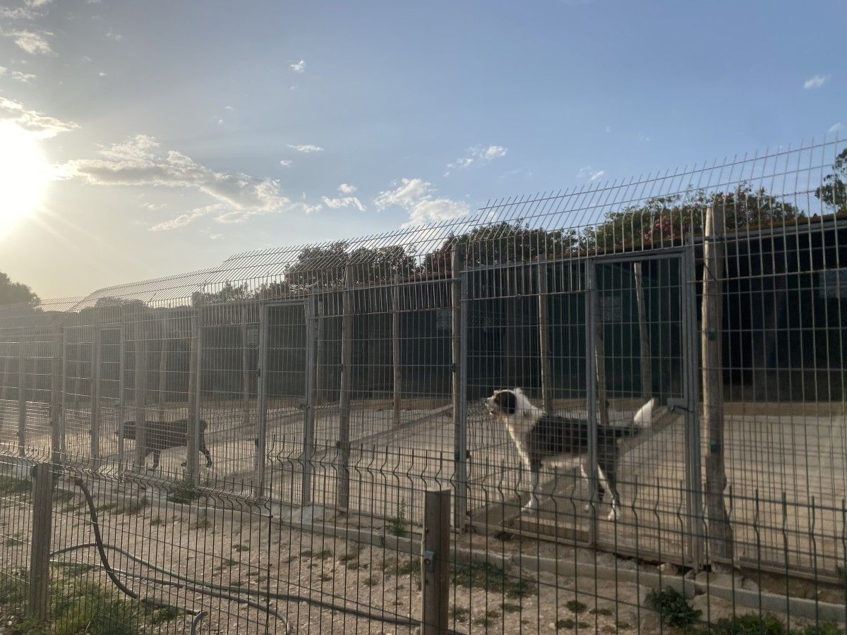 Quinta da Patada Canine Hotel and Dog Owners School