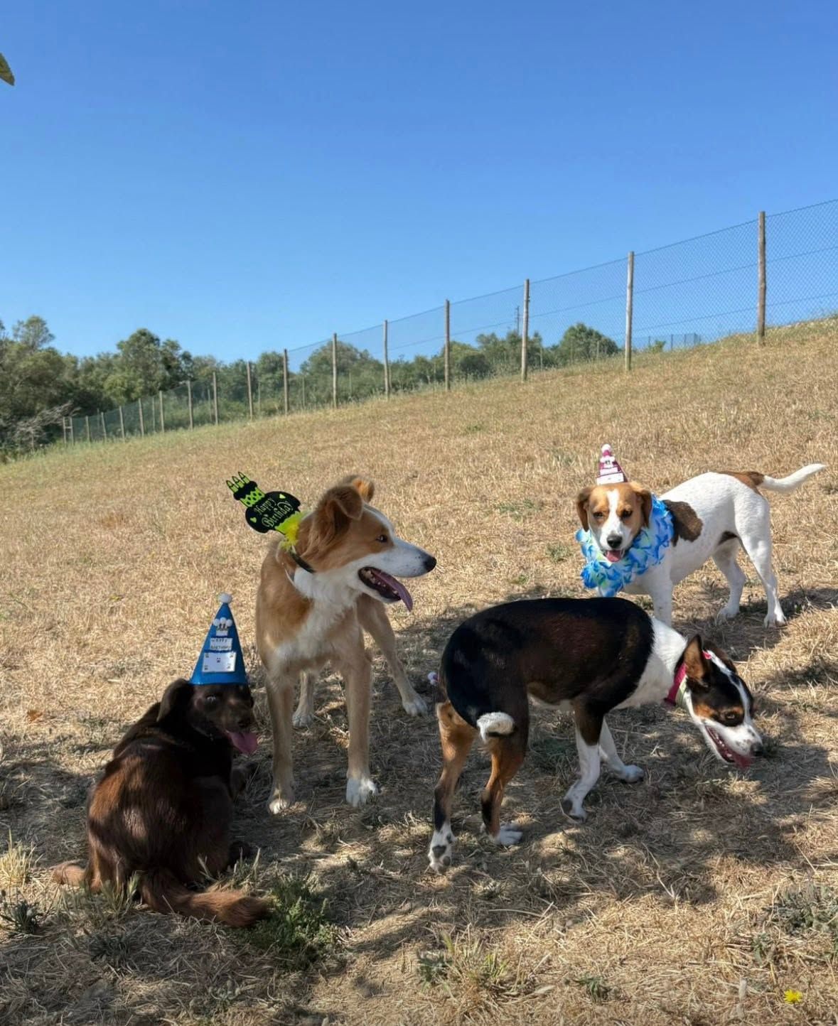 Madbes Dog Center & Hotel