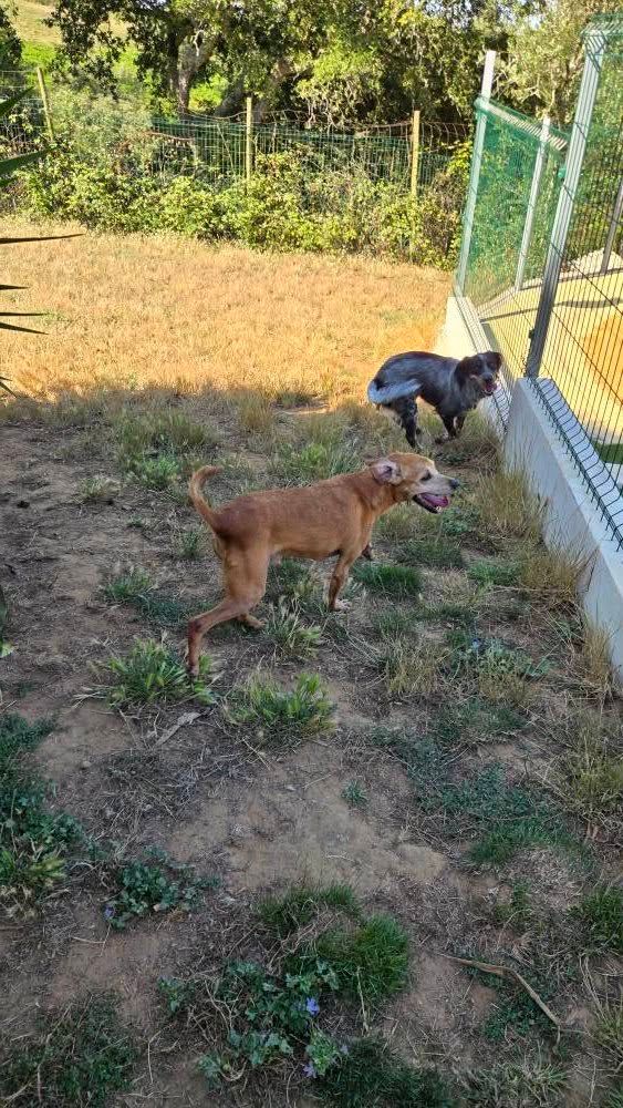 Hotel Canino Malveira