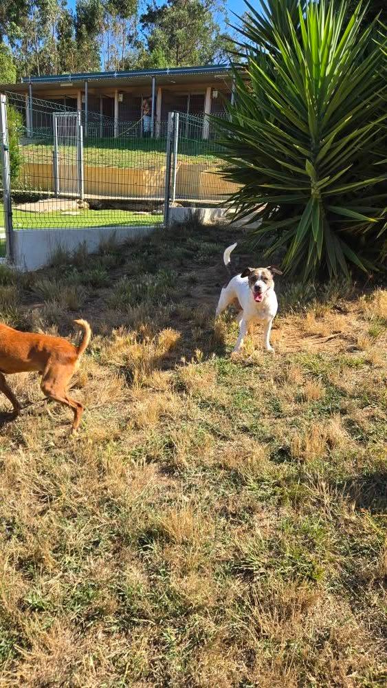 Hotel Canino Malveira