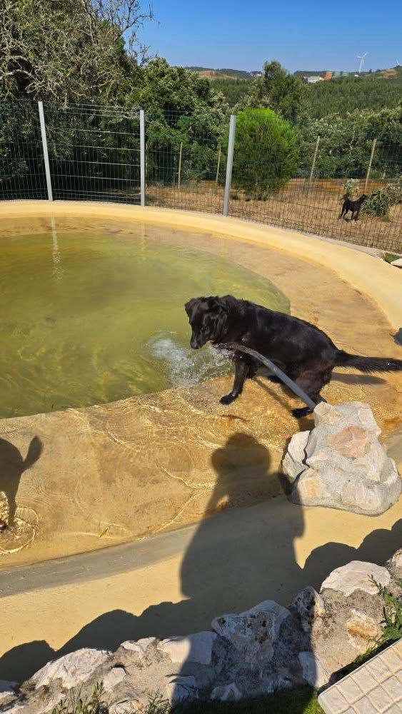 Hotel Canino Malveira
