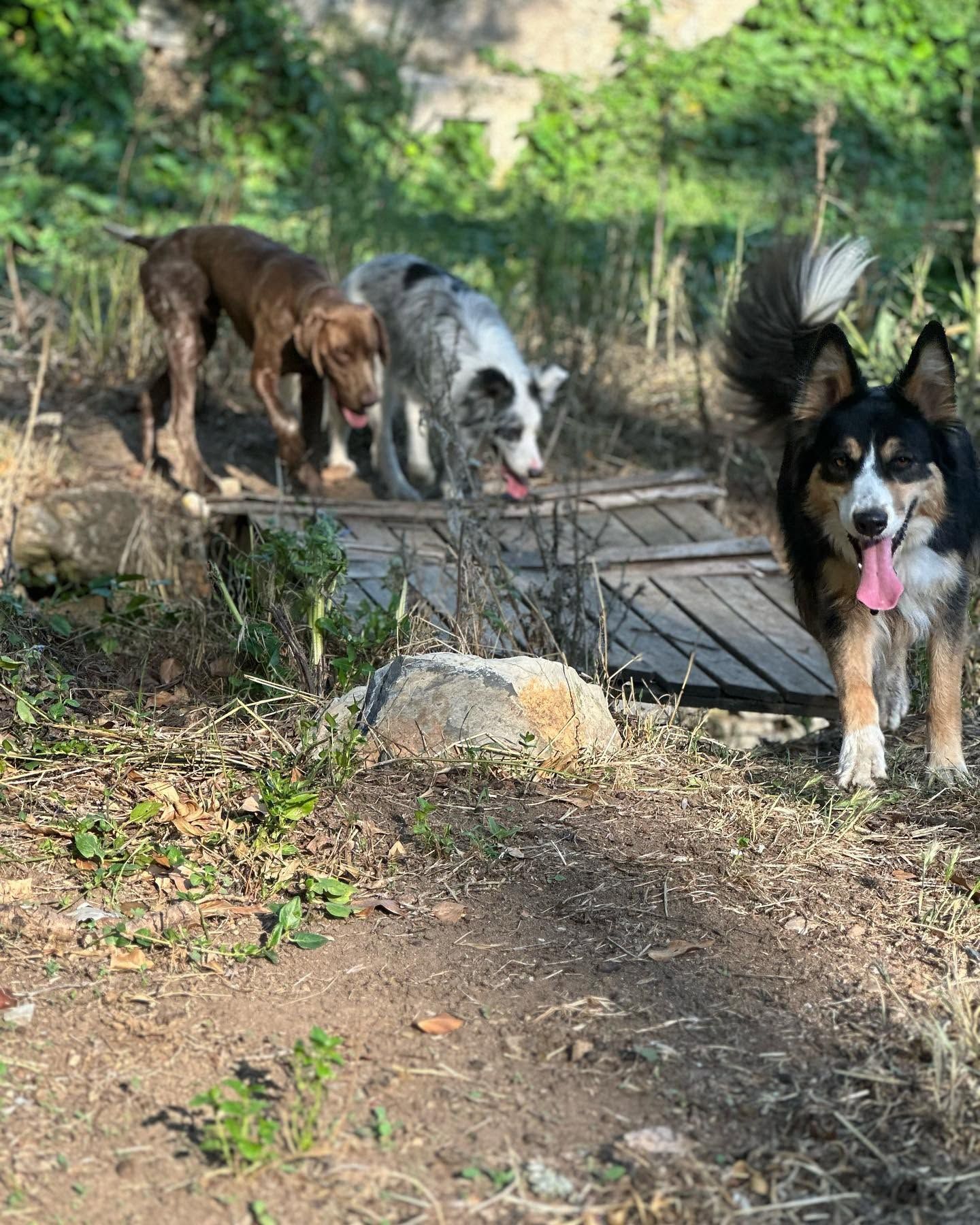 Nature Dogs