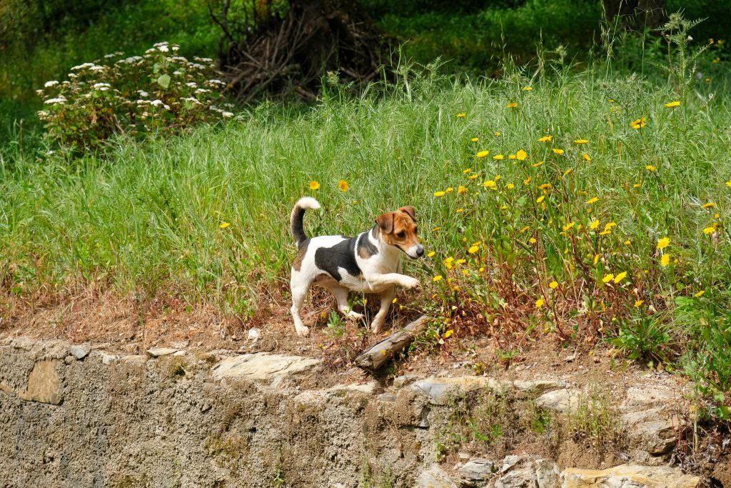 Nature Dogs