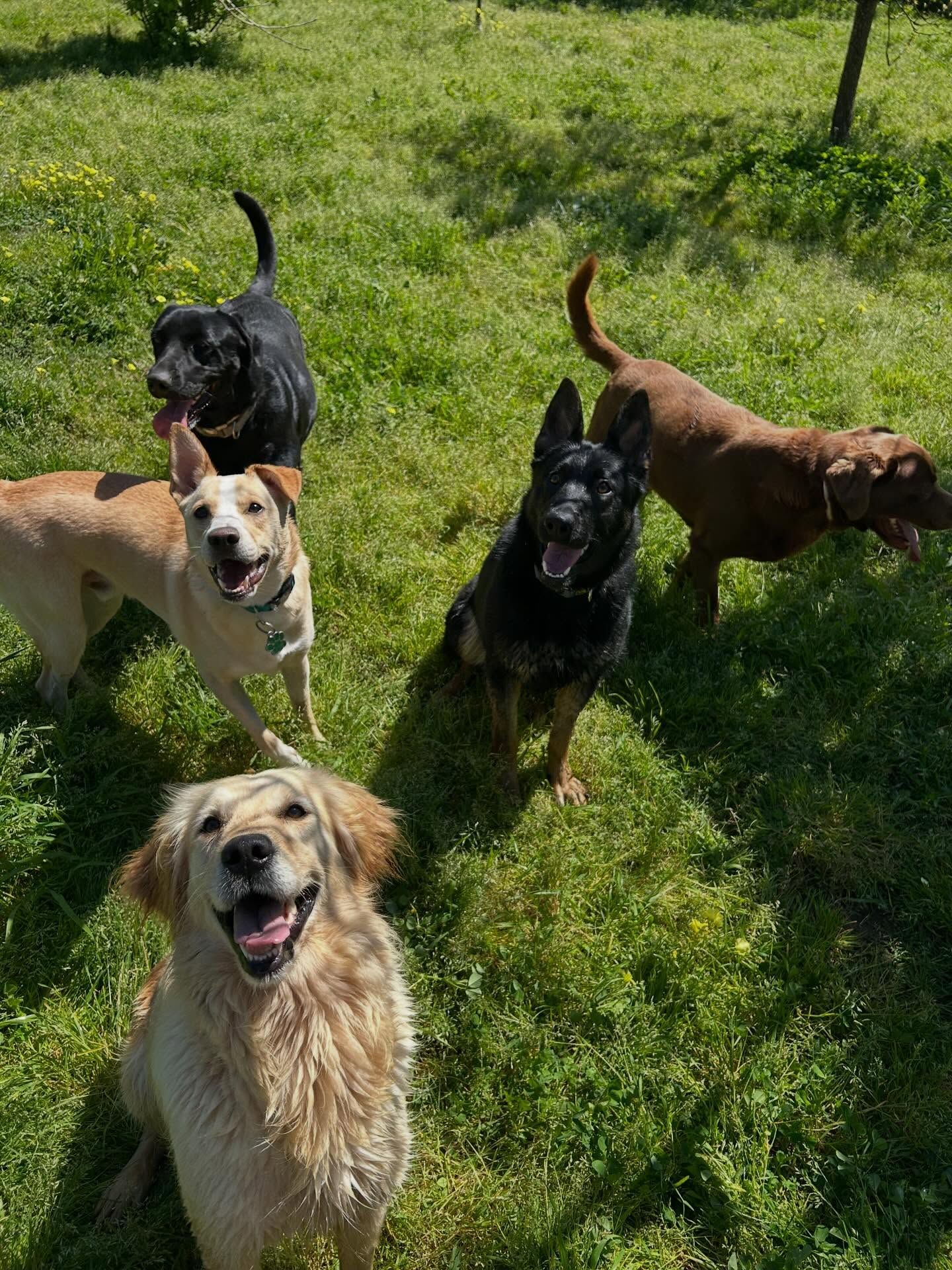 Talismã dog hotel - hotel para cães
