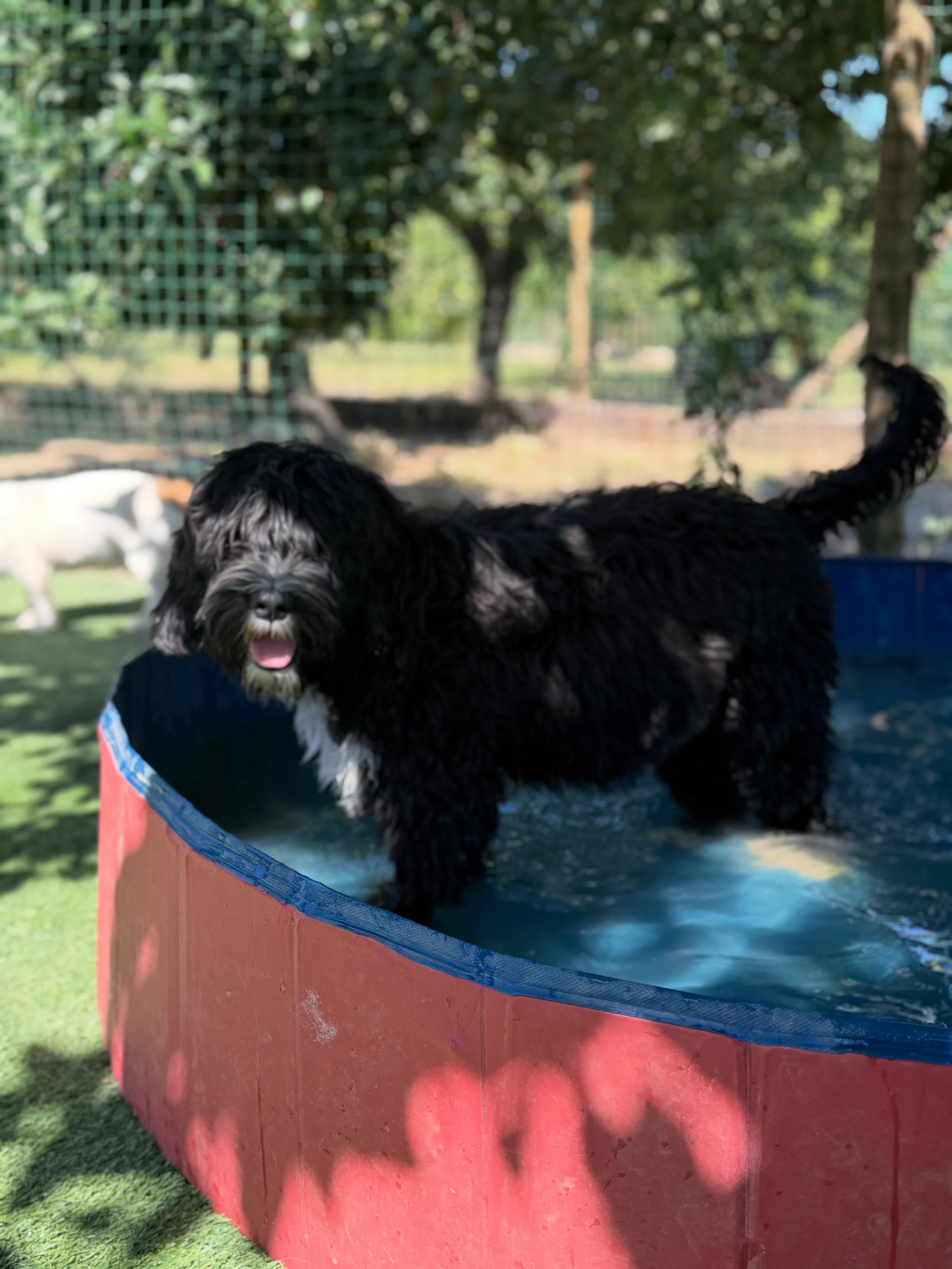 Talismã dog hotel - hotel para cães