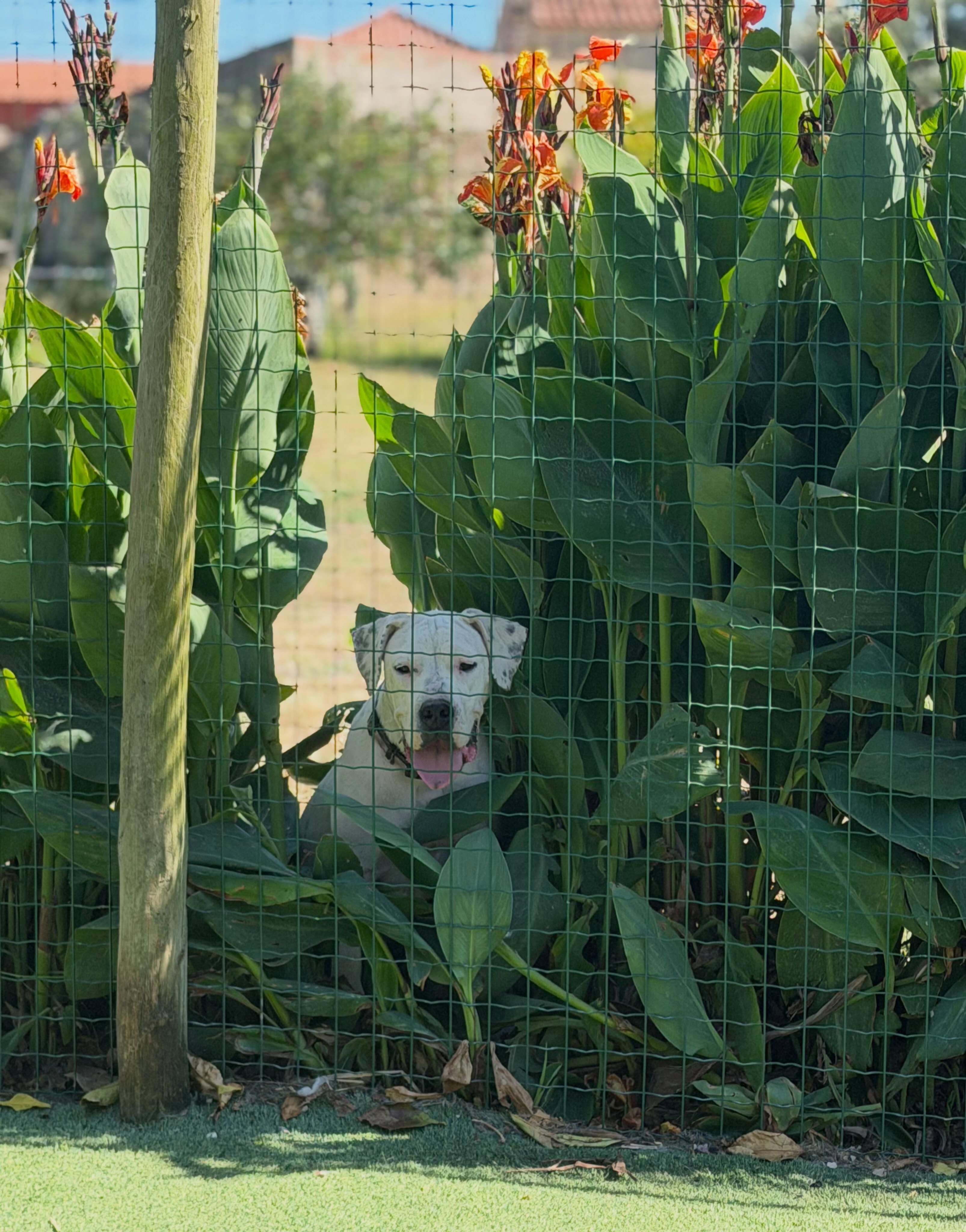 Talismã dog hotel - hotel para cães