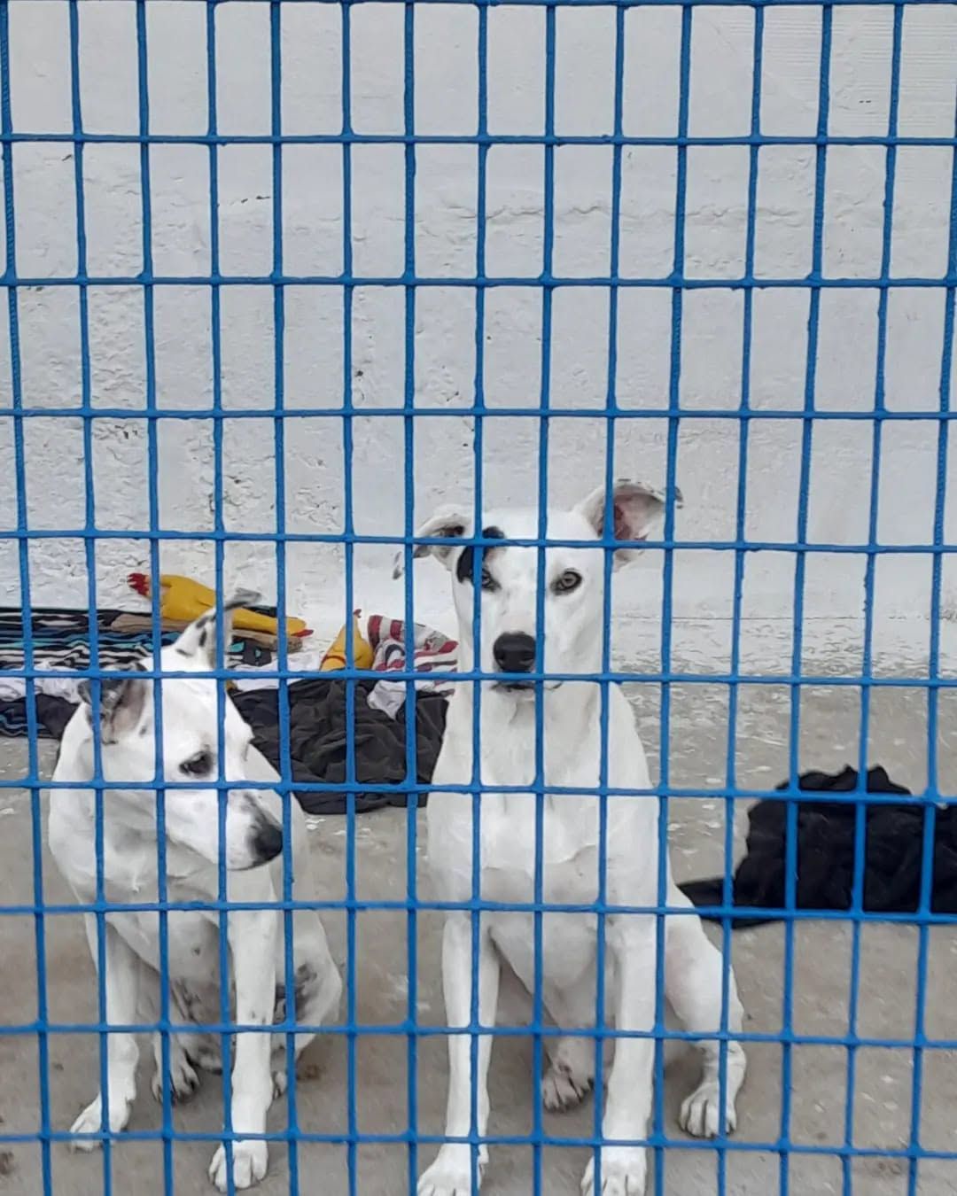 Hotel Canino das Cachoeiras
