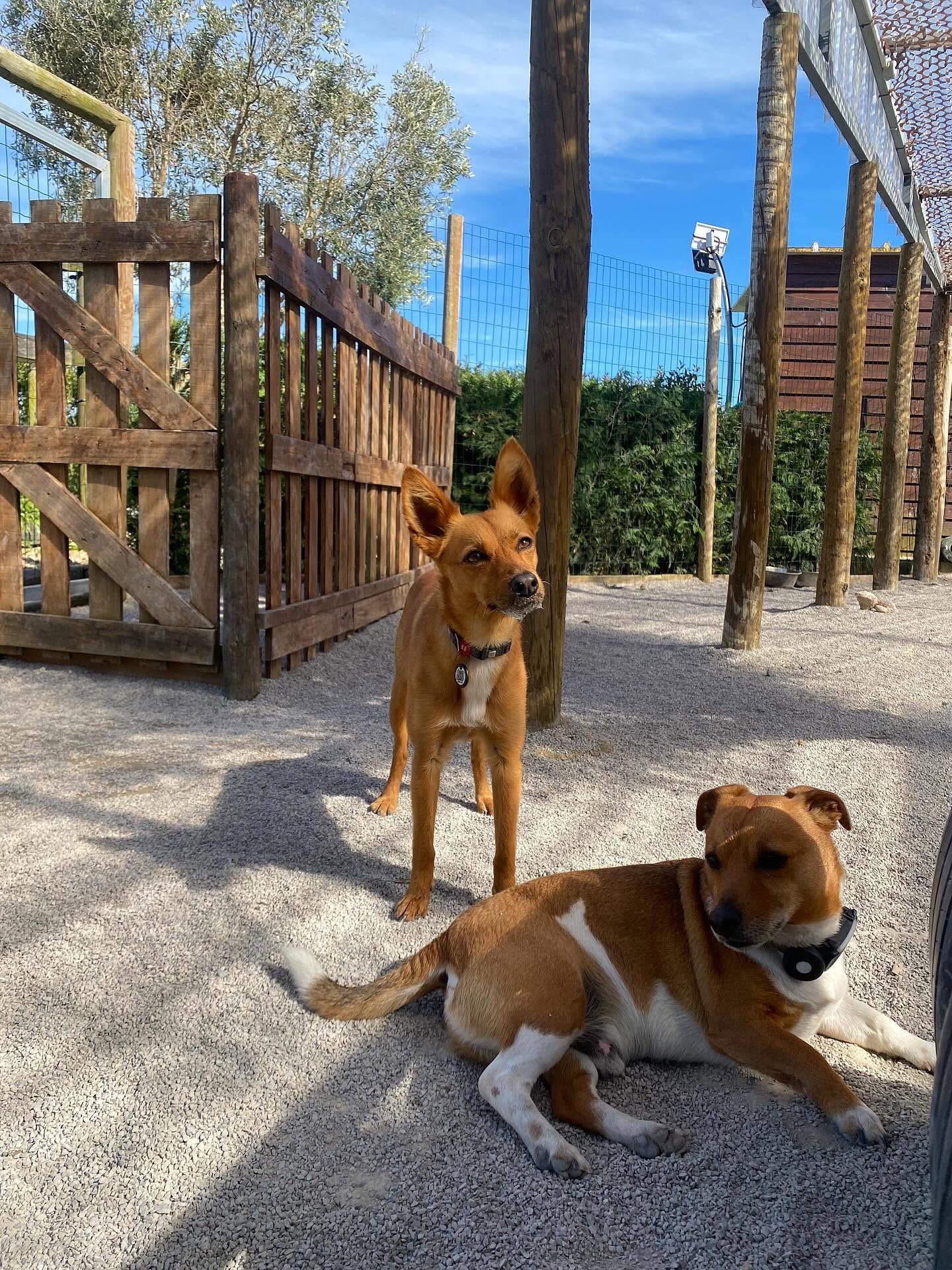 WestCoast Dog Hotel