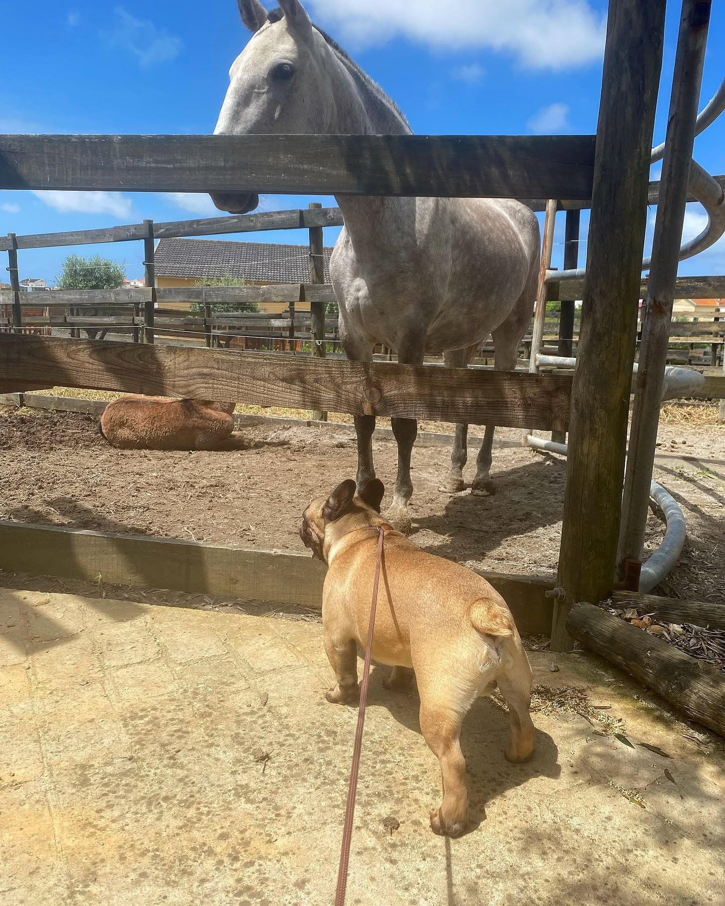 WestCoast Dog Hotel
