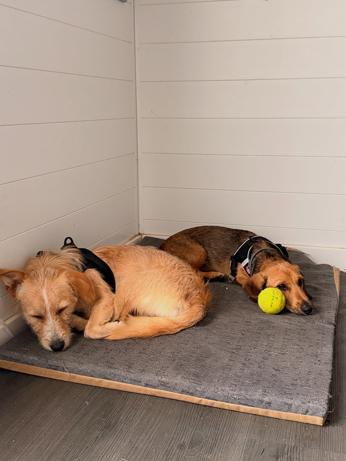 WestCoast Dog Hotel