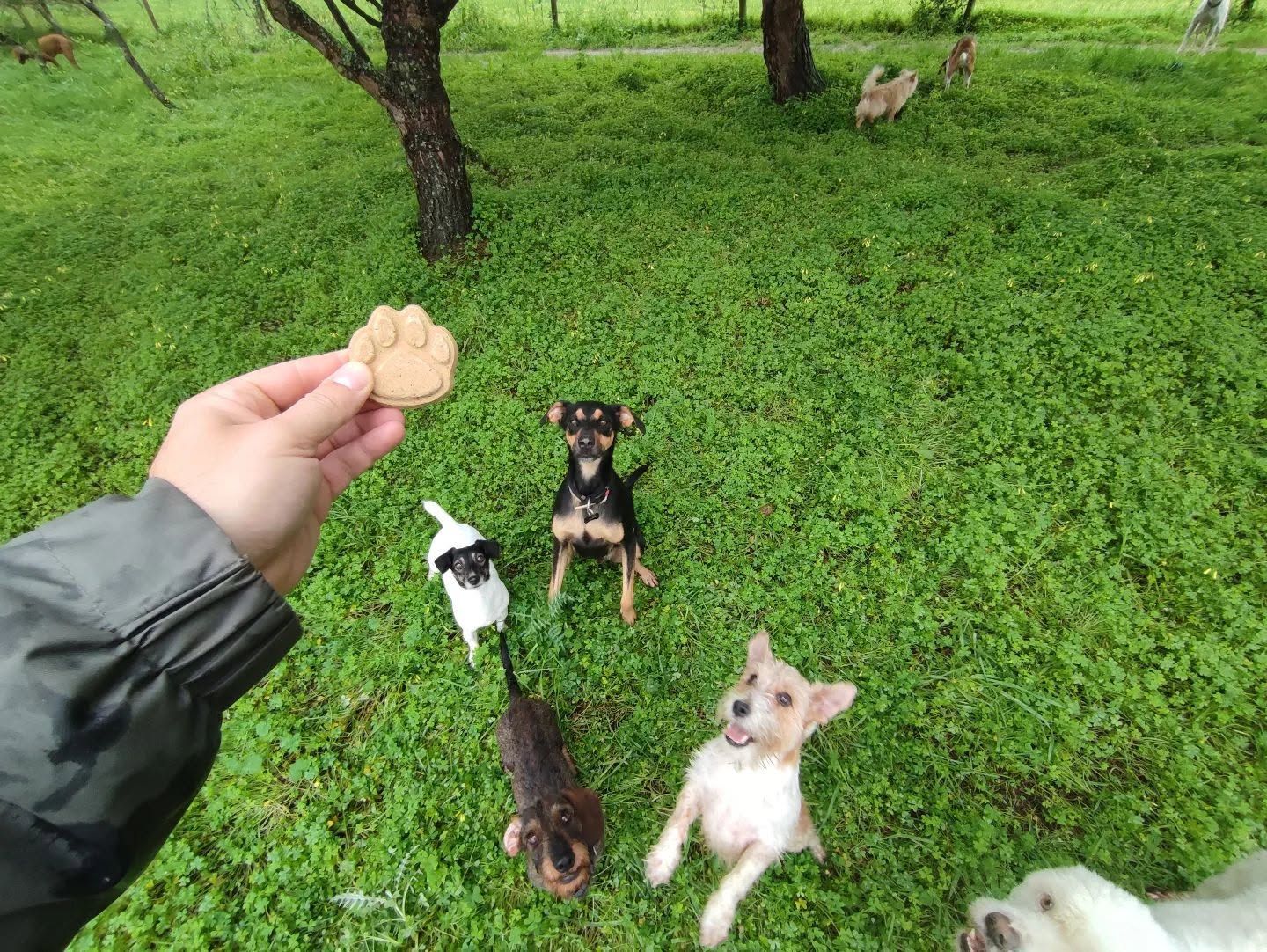 Village Park - Dog Hotel